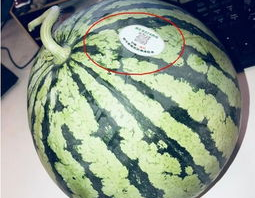 网红吃瓜跳舞,娱乐狂欢新潮流