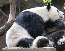 娱乐吃瓜酱熊猫生气,游戏ID争议与BLACKPINK大熊猫接触风波